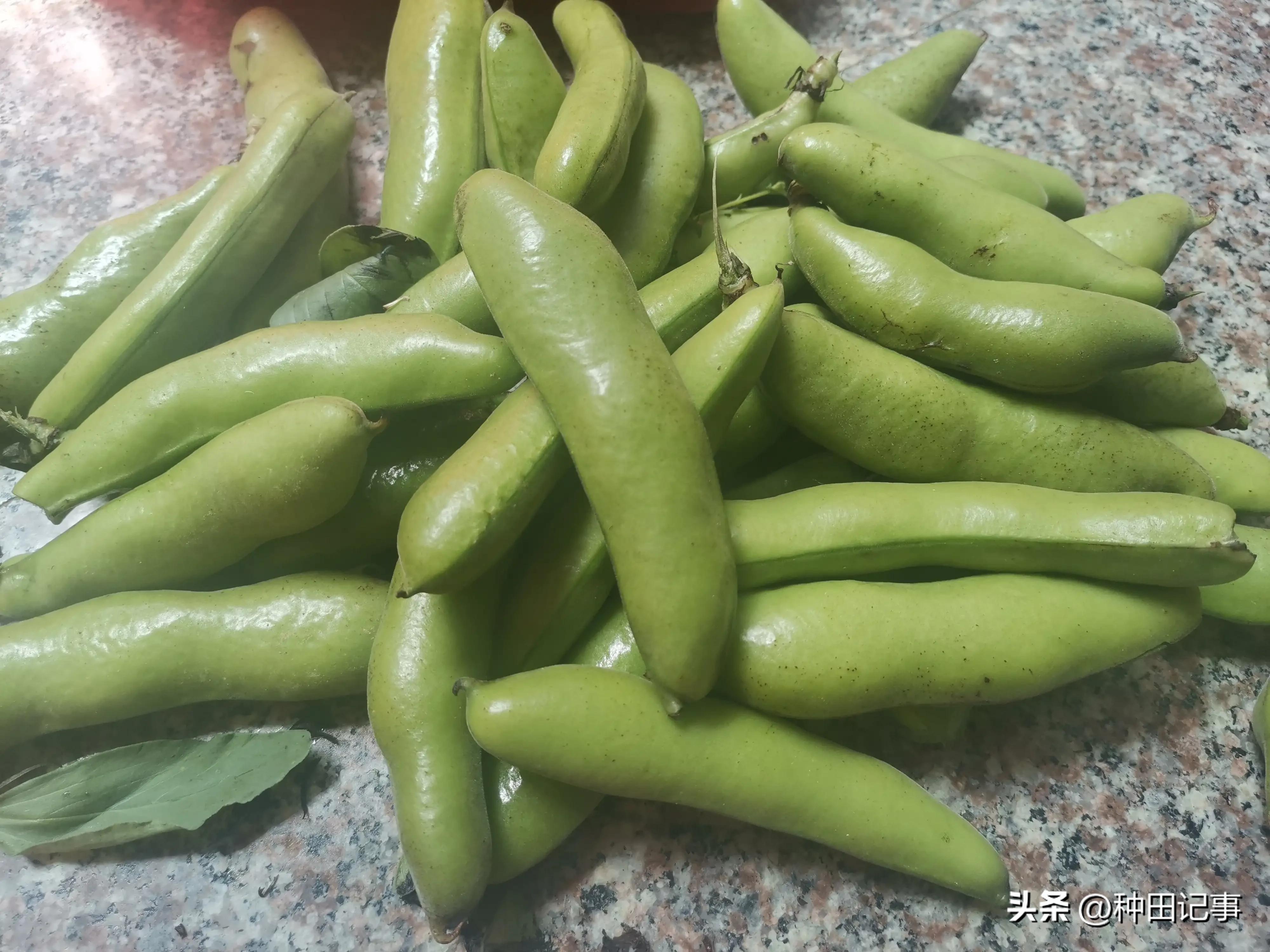Farming Notes Peas, Broad Beans, Edamame iMedia