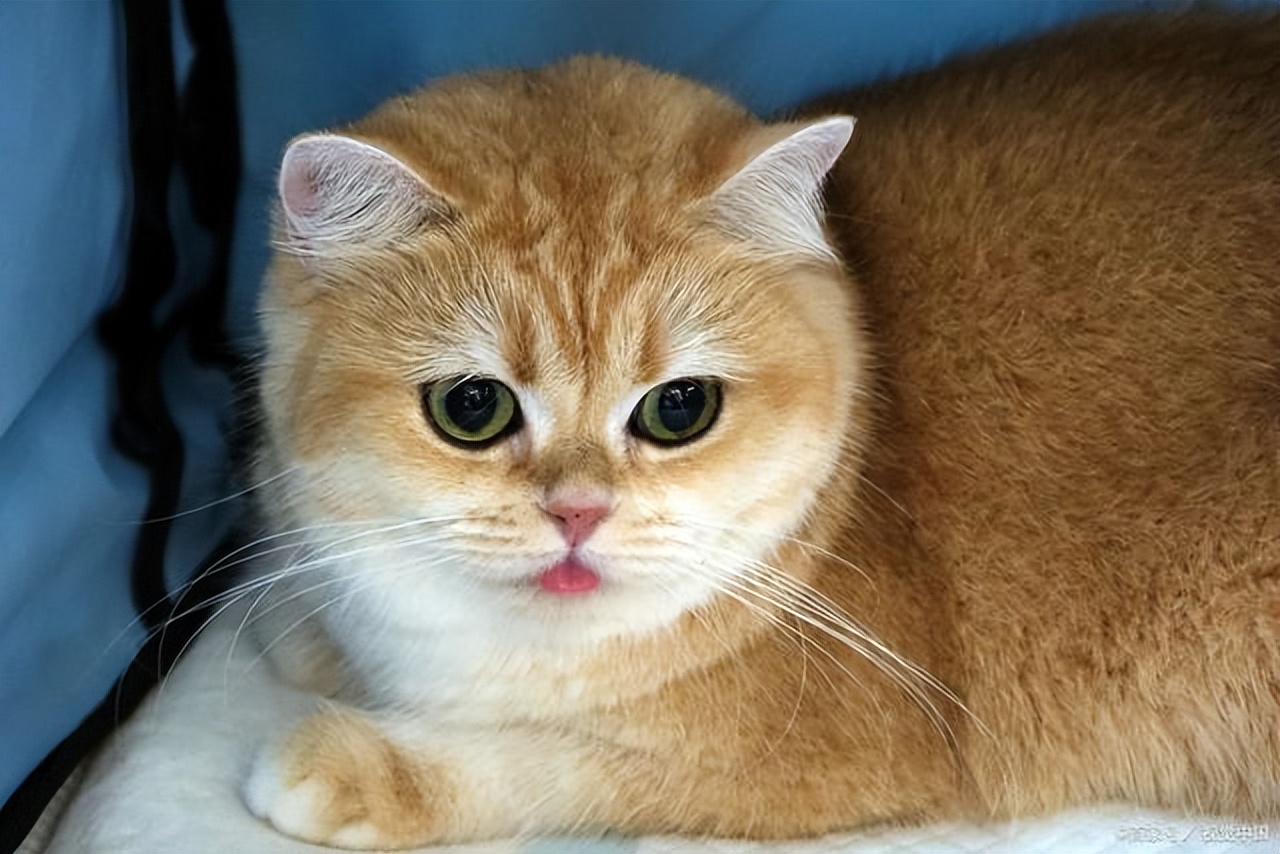 gabapentin for cats after neutering