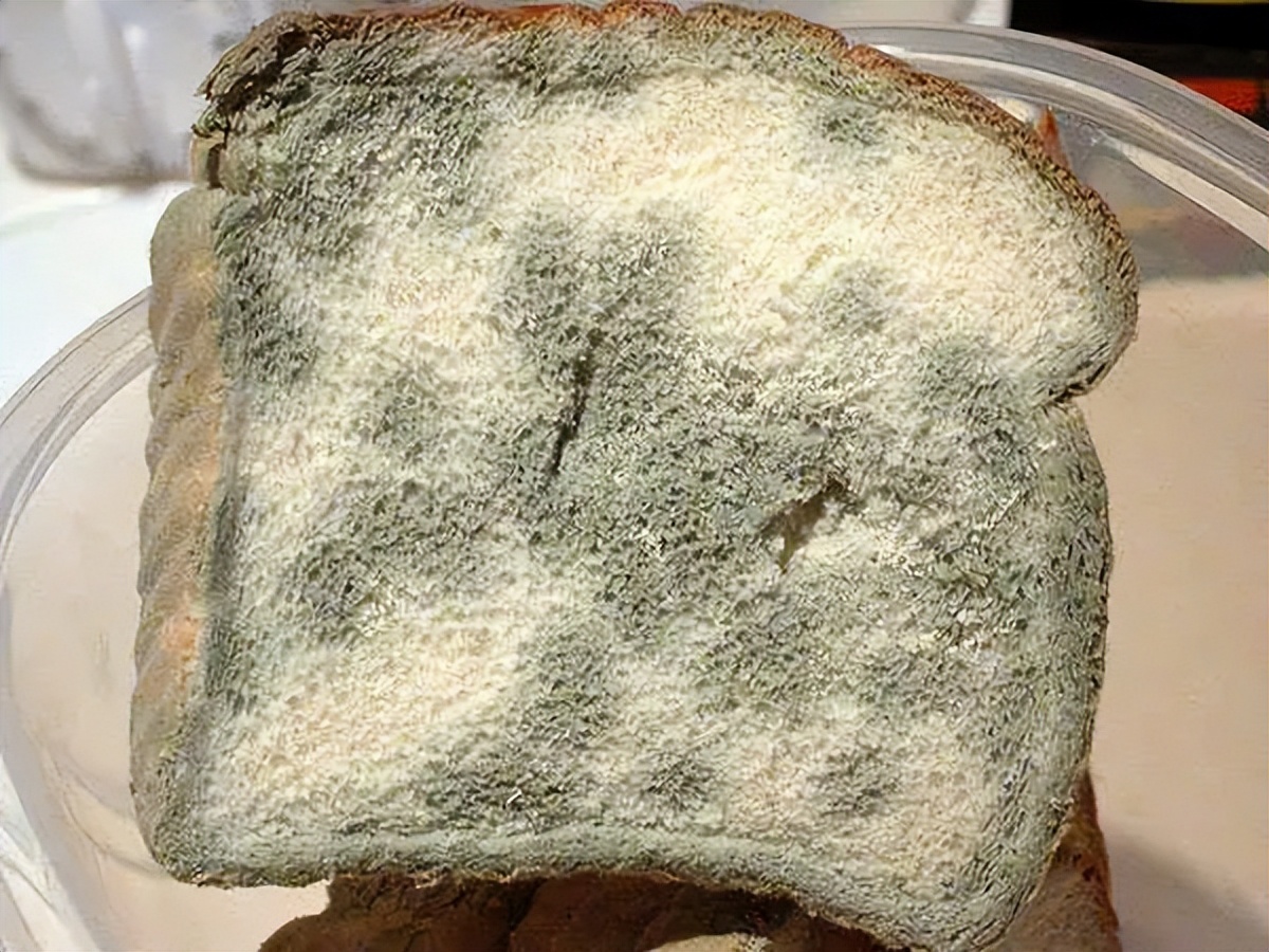 What happens if you accidentally eat moldy food?Can I still eat food