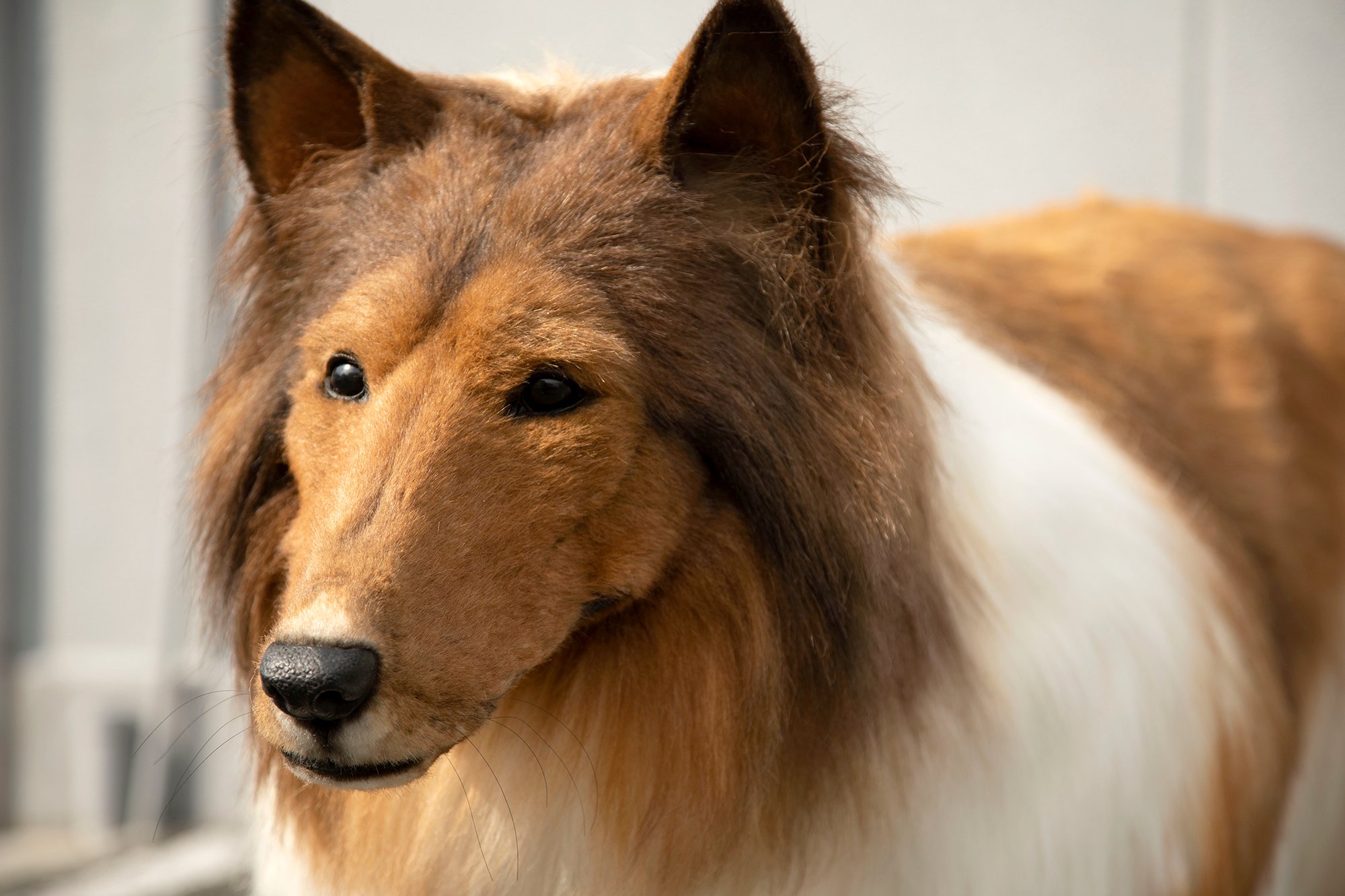 Tired of being human, Japanese man spent 2 million to turn himself into a "dog" and went straight to TV