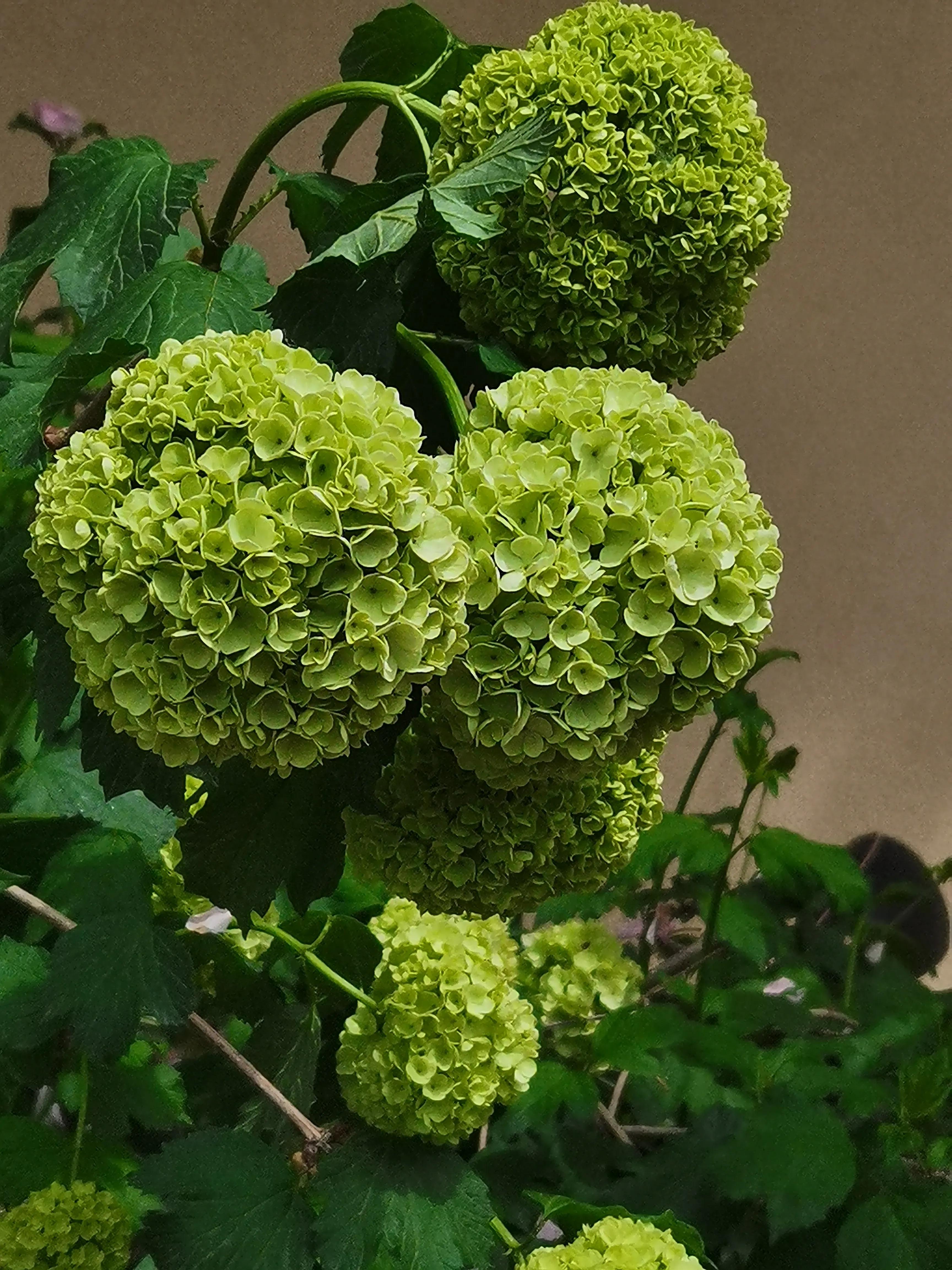 [Linxia Forest and Grass Culture] Science Popularization‖Hydrangeas ...