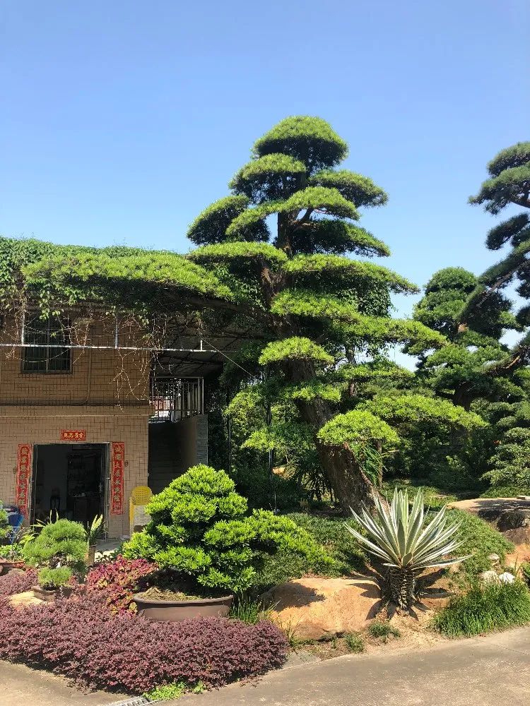If you have a yard, please plant 6 