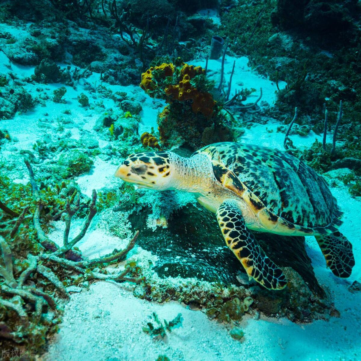 Do green sea turtles lay their eggs on land or at sea? - iNEWS