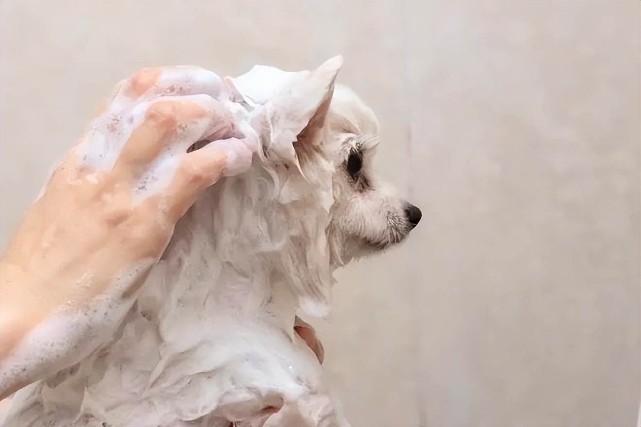 Do dogs really need to be bathed every day? Carefully wash the dog out