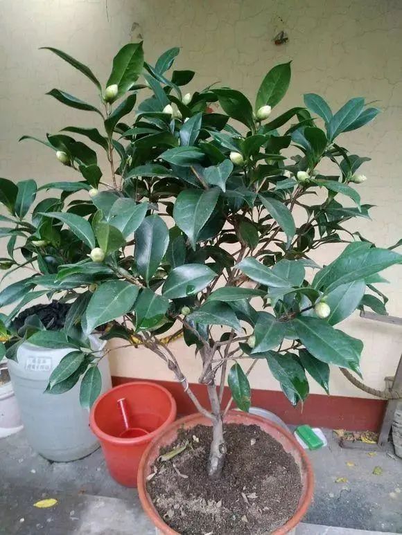 When raising camellias in autumn, keep in mind 5 key points, no yellow