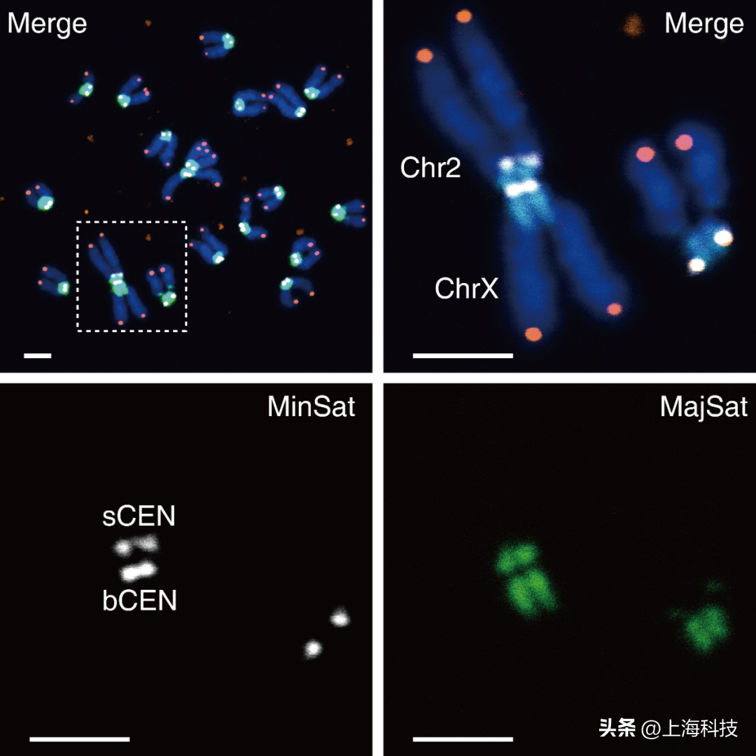 Academician Li Jinsong's team opens a new window for mammalian ...