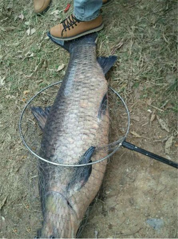 Using 5 catties of as bait, you can catch more than 50 kg