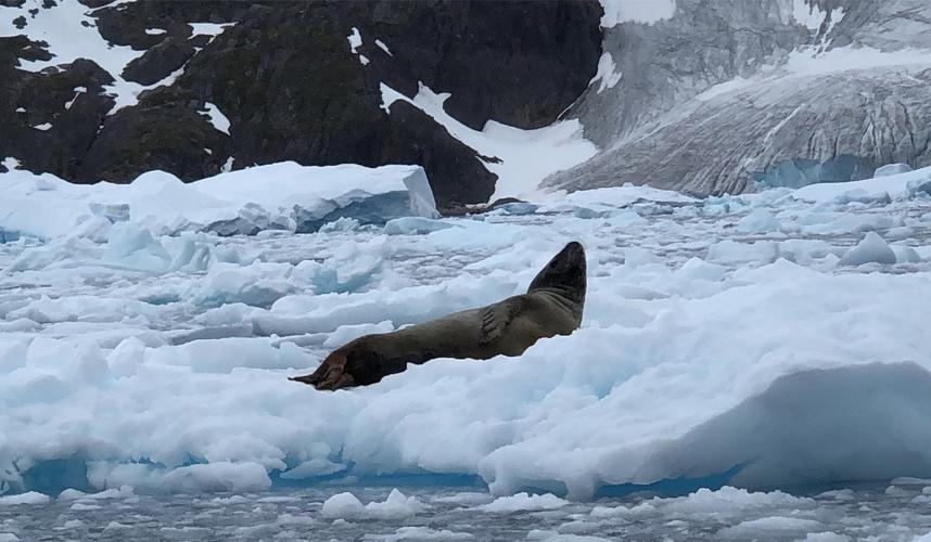 Why do seals choose to rest on glaciers? iMedia