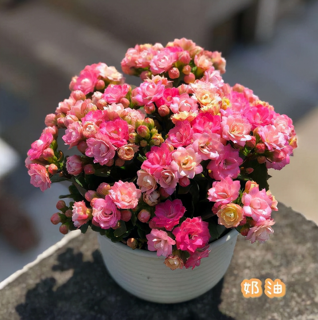 6 kinds of extravagant flowers, the most afraid of watering, a glass of