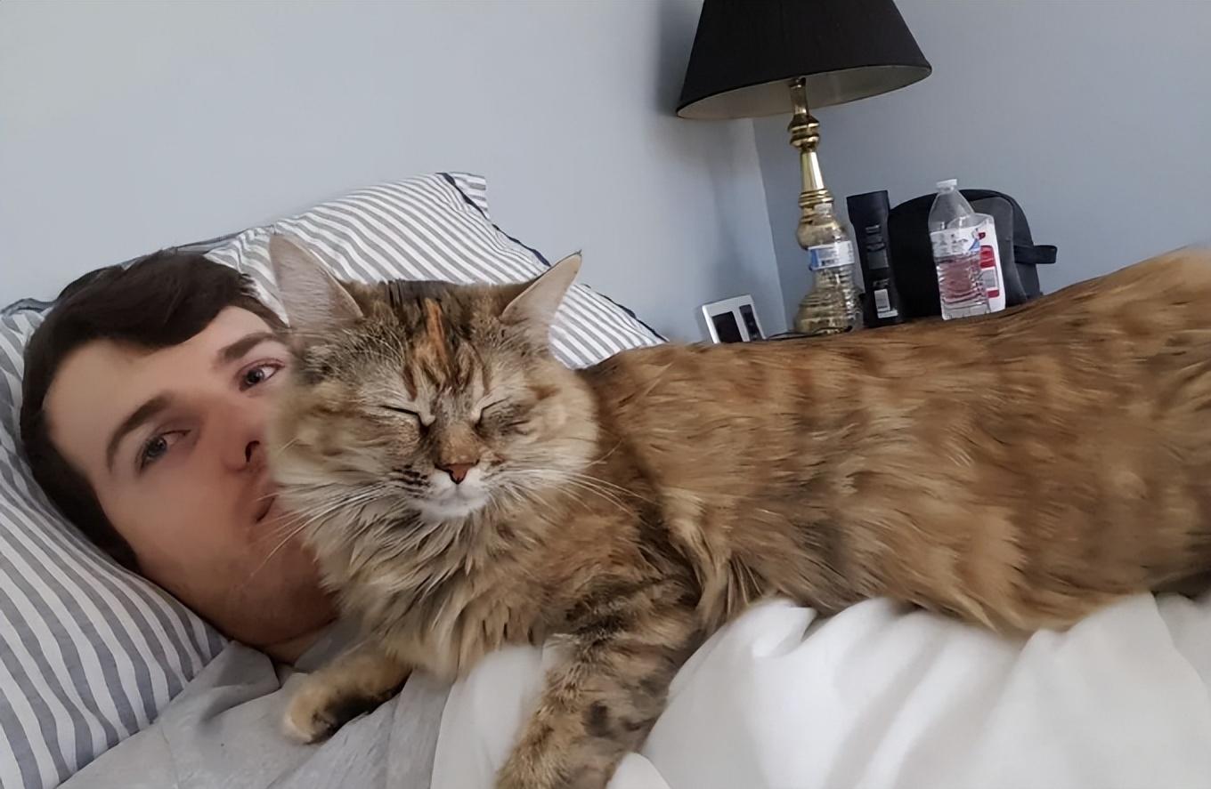 These behaviors of cats are actually a sign of "jealousy"! iNEWS