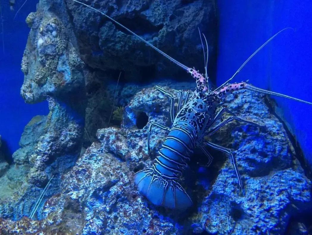 Both are carbonbased creatures, why can lobsters theoretically be