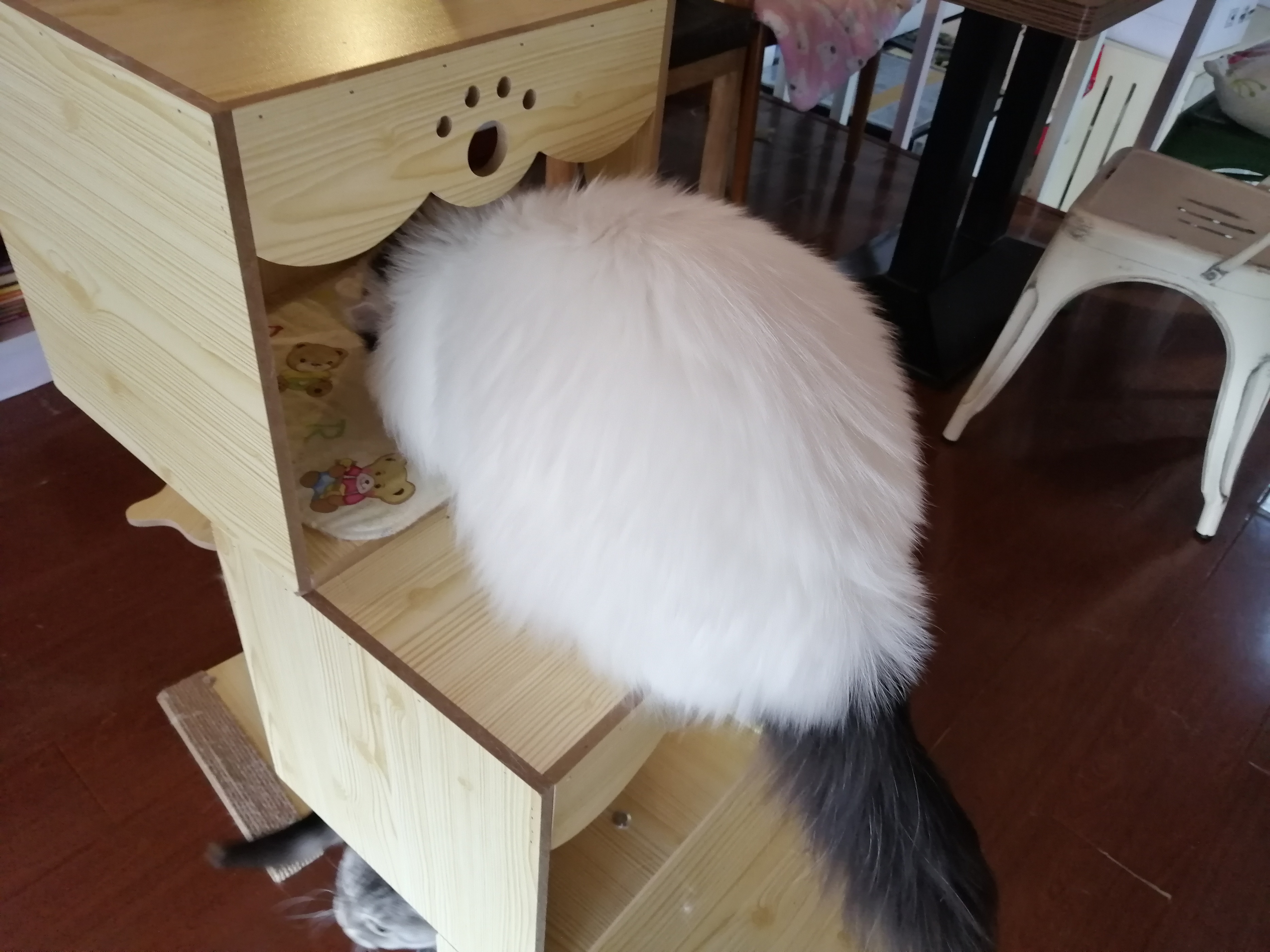 Do you know why cats lick your hair? iNEWS