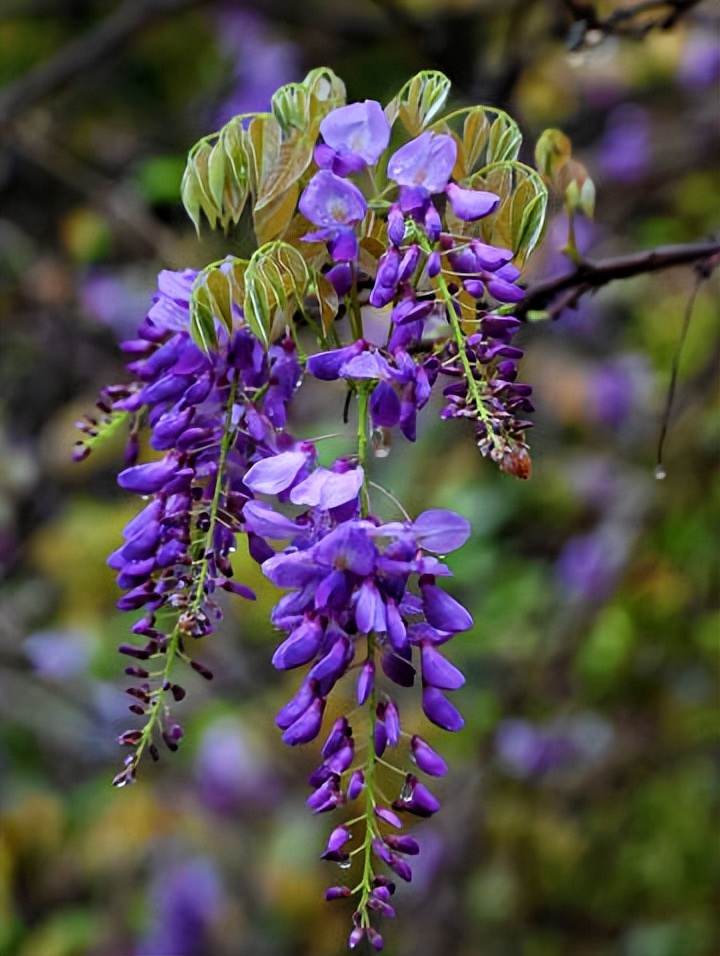 Fifteen most beautiful wisteria flower poems, two rows of manna leaves ...