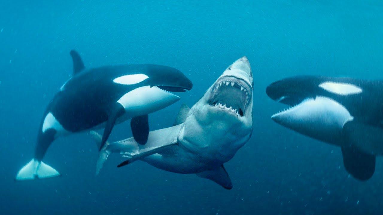 Favorite to eat shark liver, killer whale plays the role of marine