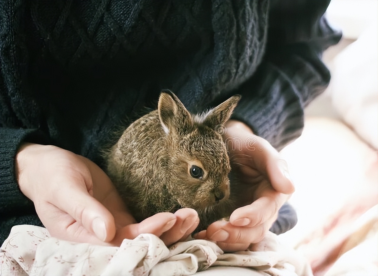 What to do if rabbits frequently sneeze iNEWS