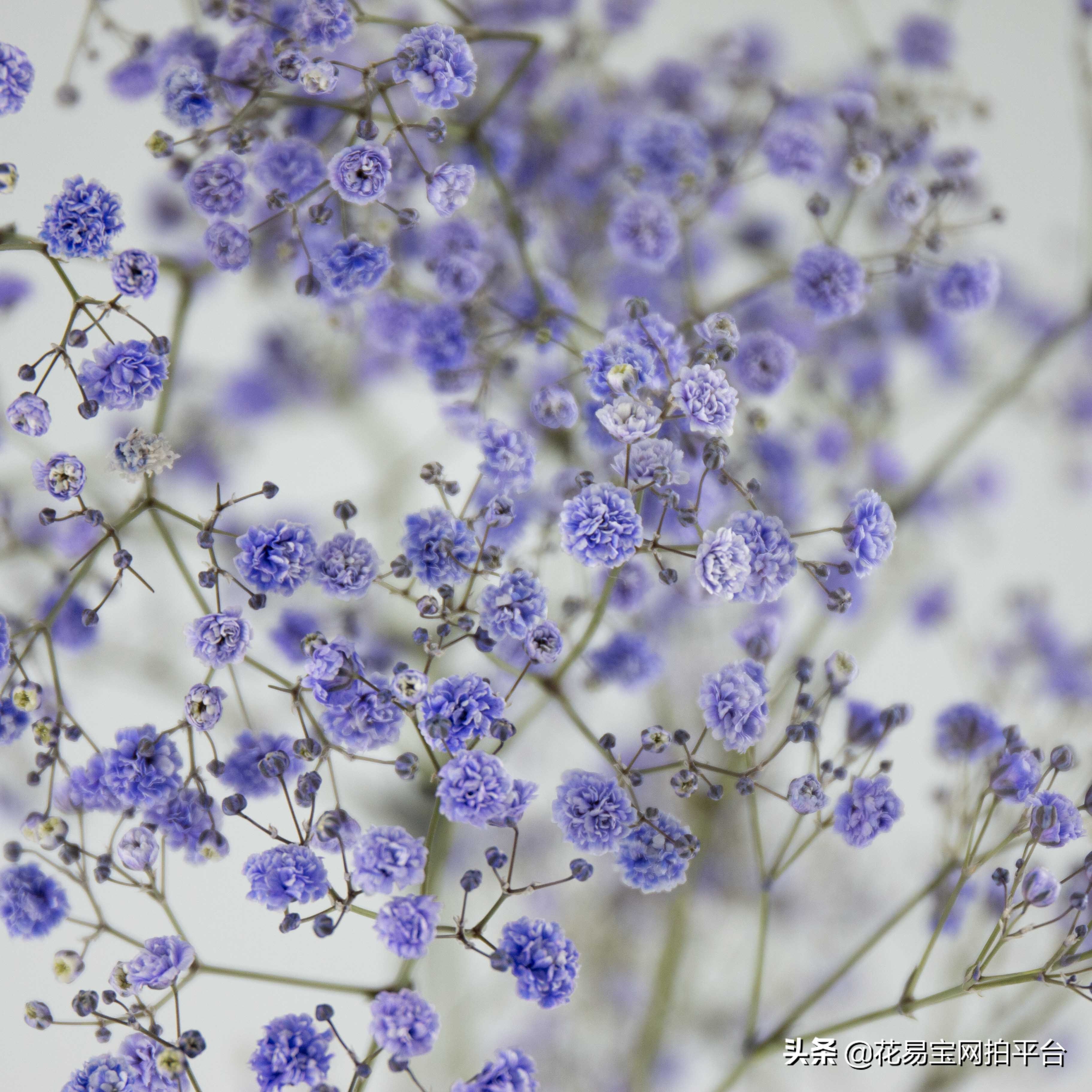 Do you really understand Gypsophila?What is the difference between Ten