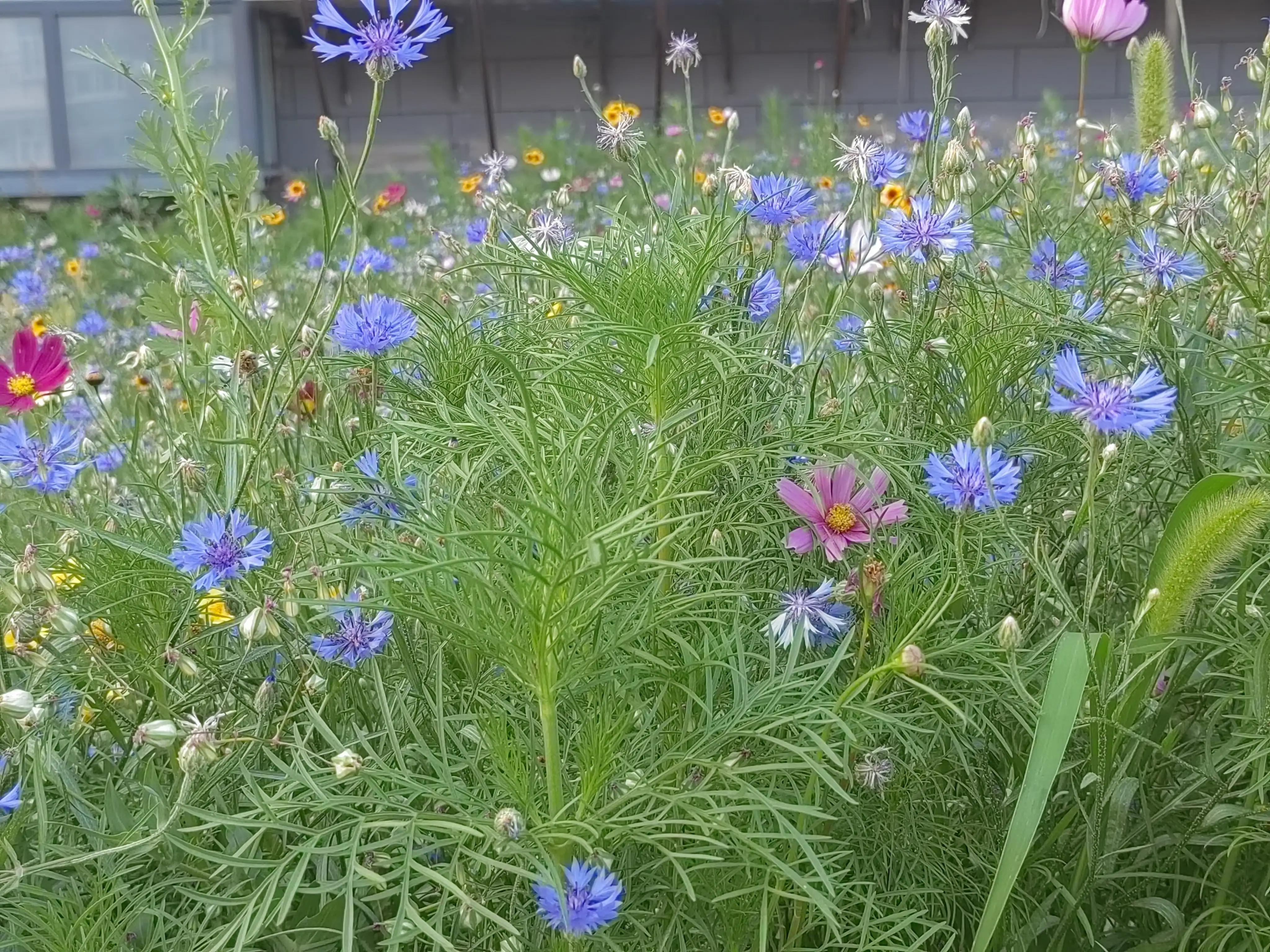 The happiness of a blue cornflower iMedia