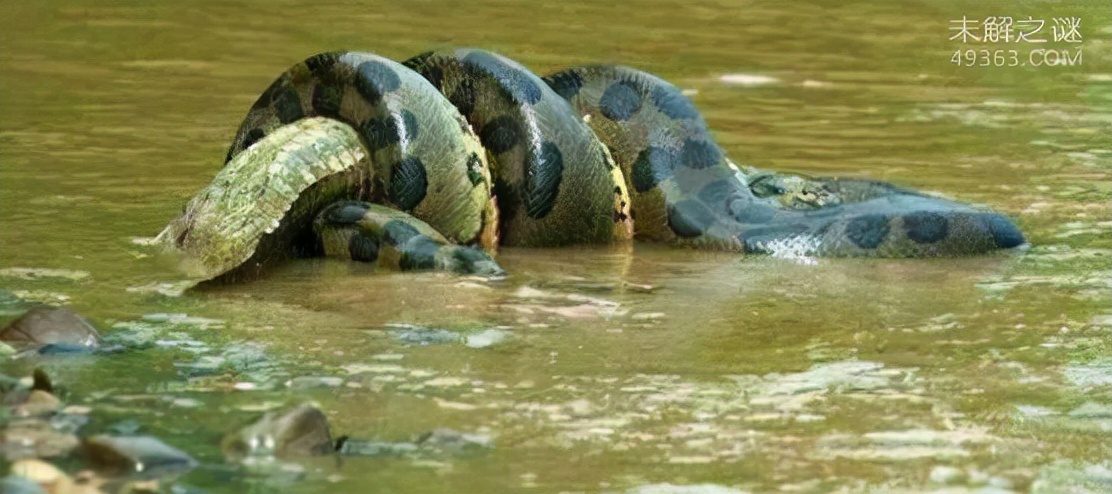 The world's largest snake: Guinness-certified 8.9-meter man-eating ...