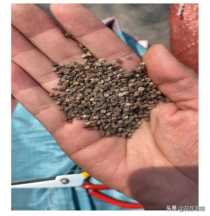 The seeds of this flower will live on the ground. It will not die if