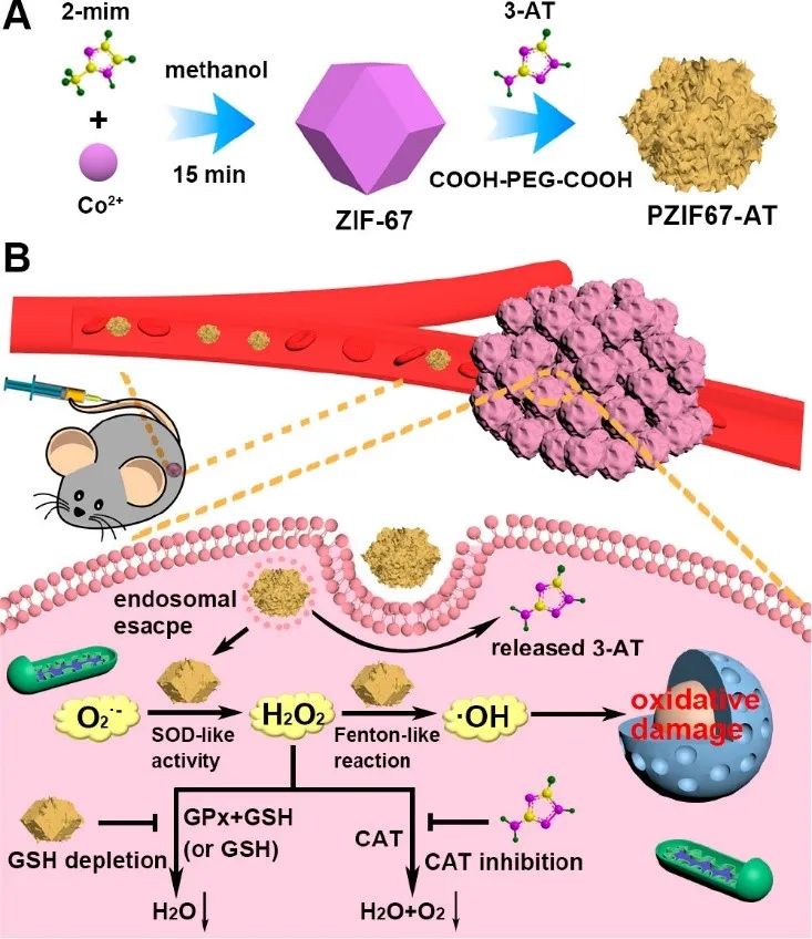 Enzyme Based H2o2 Nanozyme-based H2O2 homeostasis disruptor enhances chemodynamic therapy ...