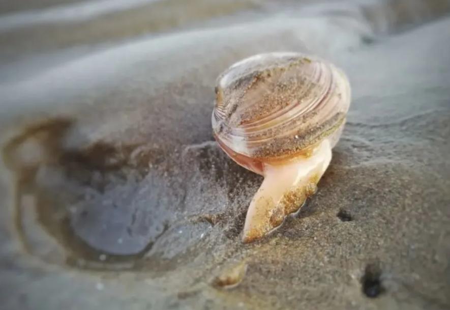 The amazing journey of clams How do they navigate the soil? iMedia
