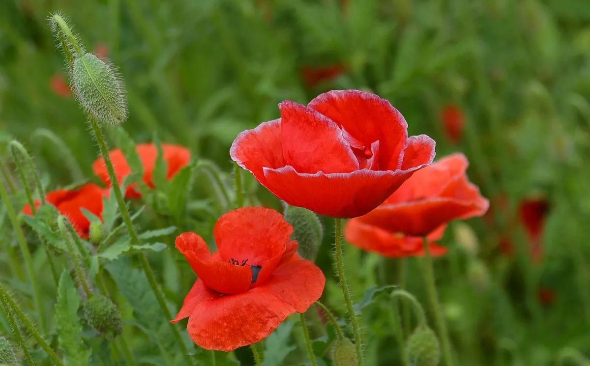 Why do flowers have various colors? iNEWS