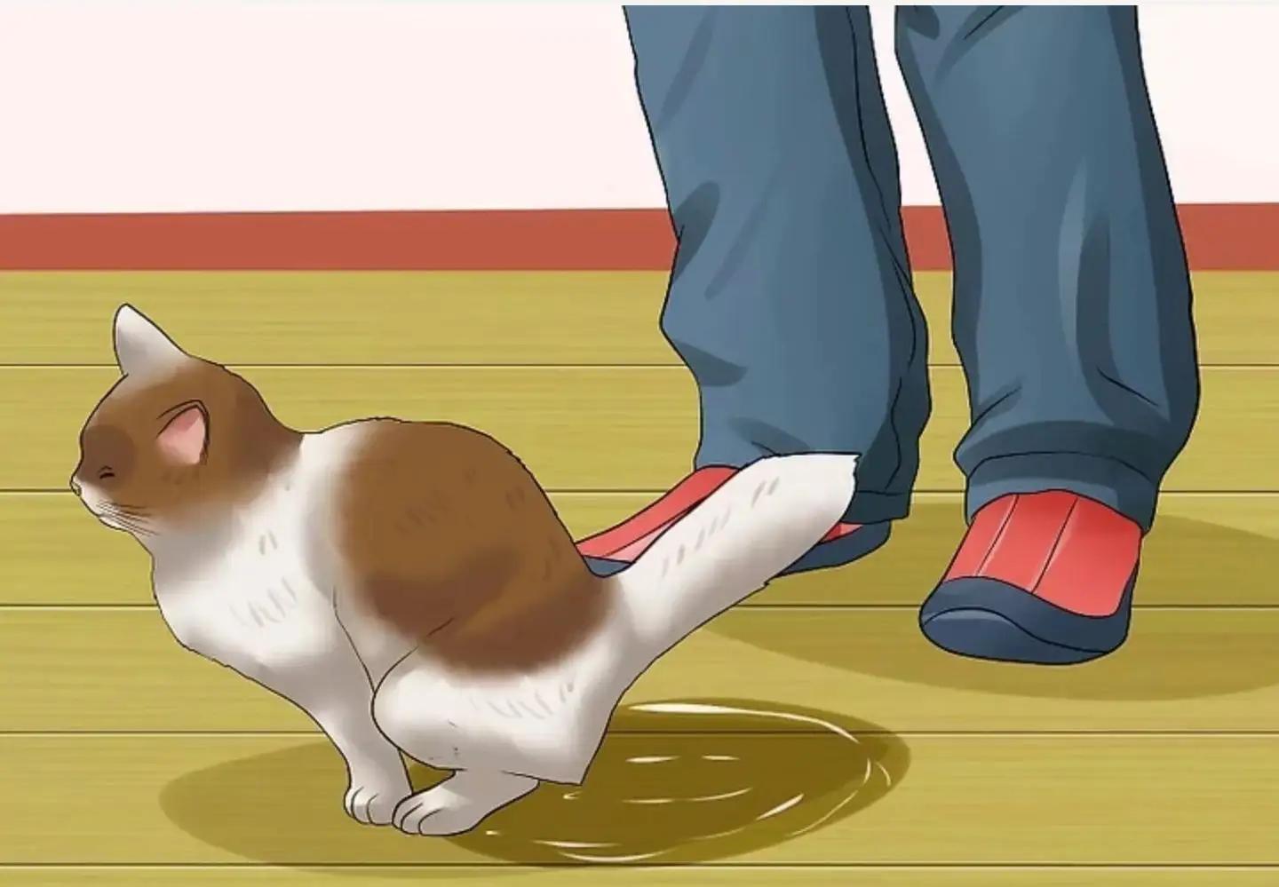 how-to-get-rid-of-cat-pee-smells-cat-pee-smell-cat-pee-cats