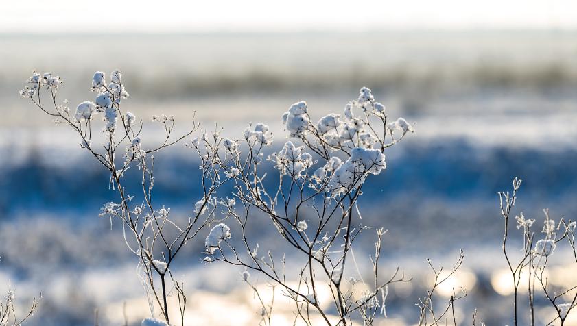 Cold Resistant Trees Extremely cold-resistant plants can survive freezing at minus 20 ...