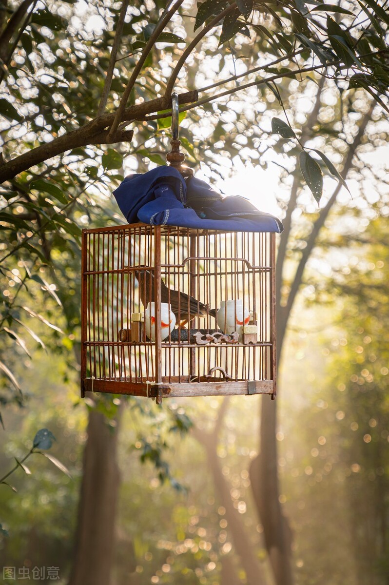 Is raising birds intensive or extensive?Share the management experience