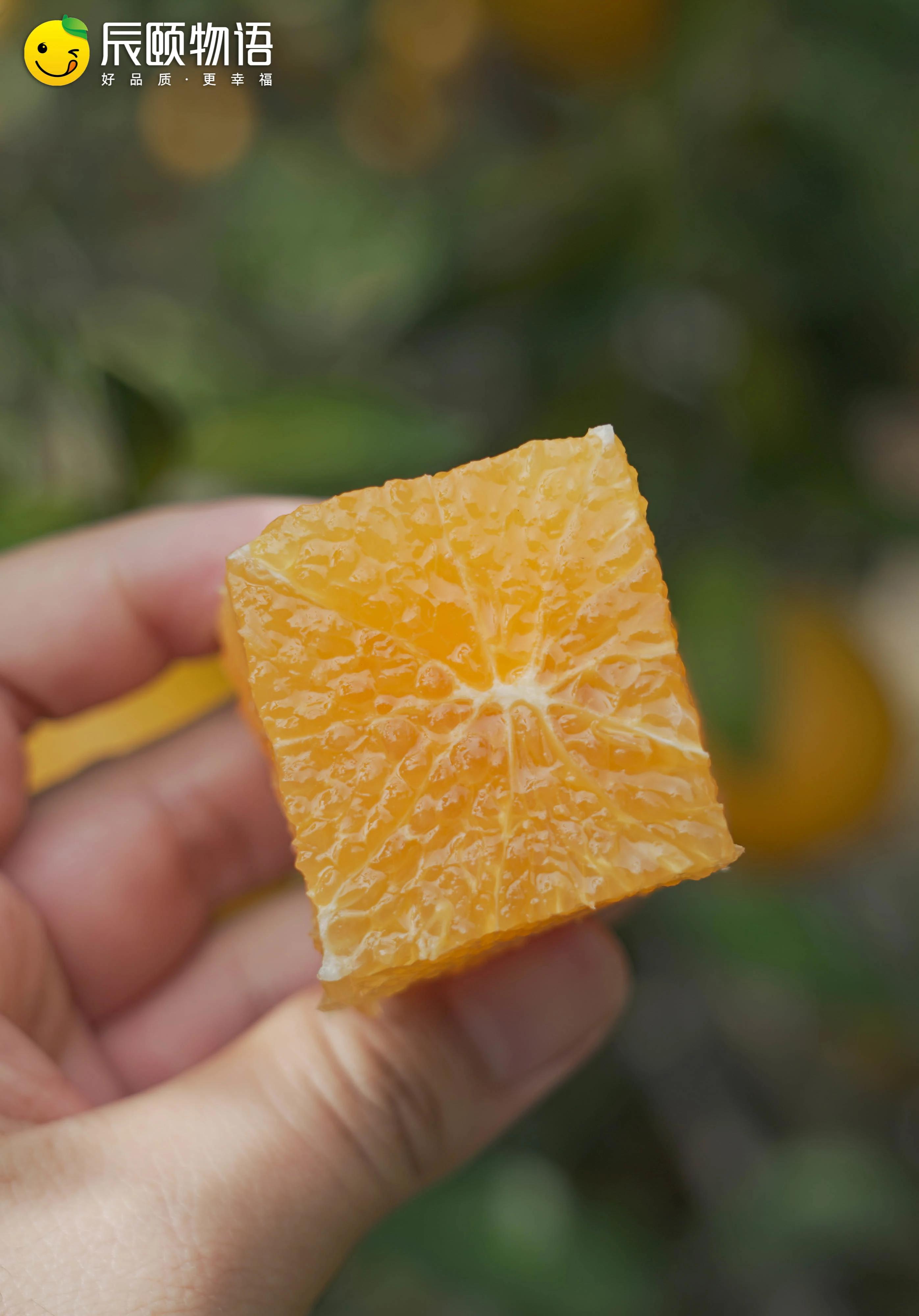 The Story of Chenyi: The world-famous orange that was put on a state ...