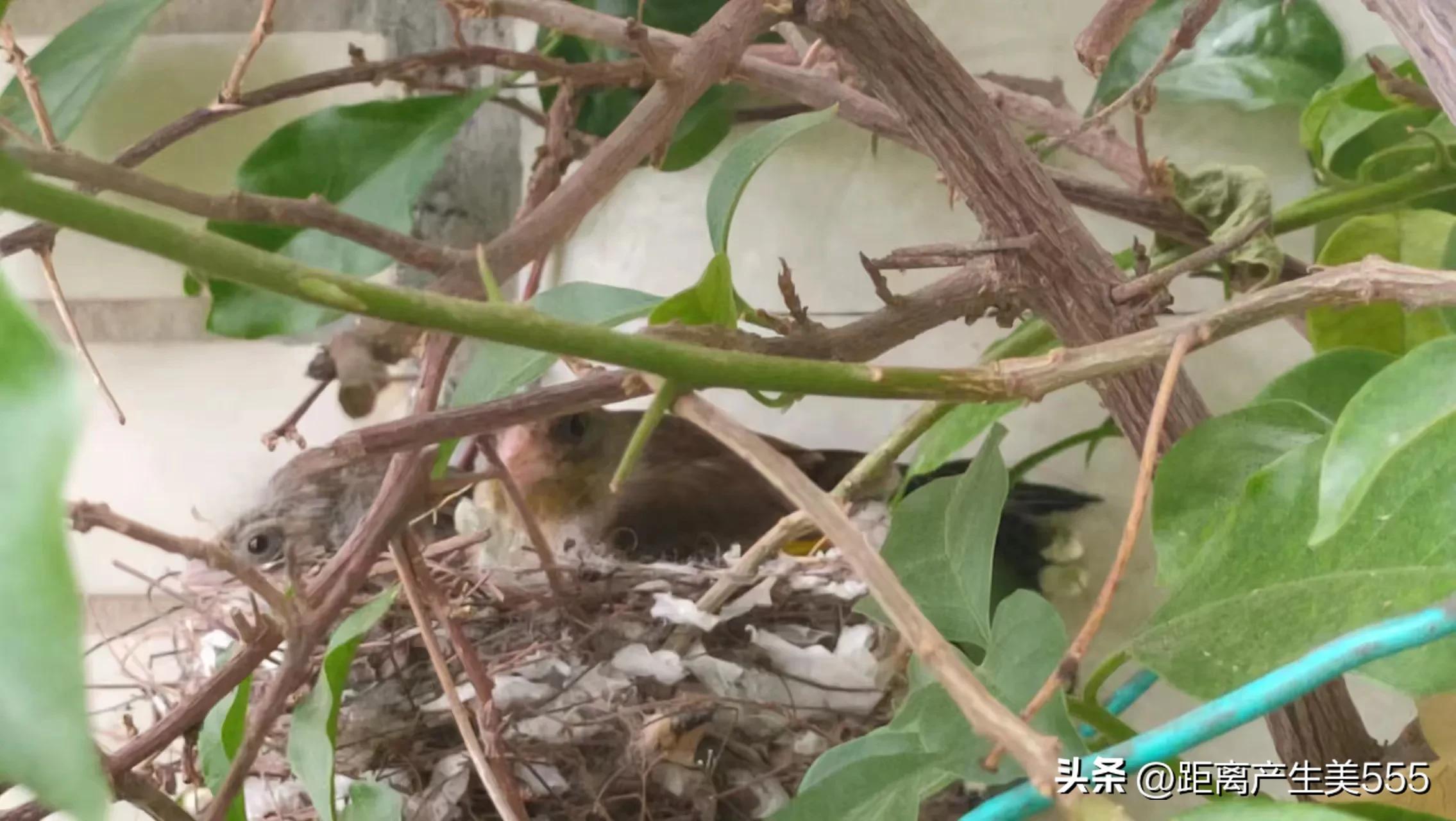 A pair of birds built a nest on the balcony, laid eggs and hatched