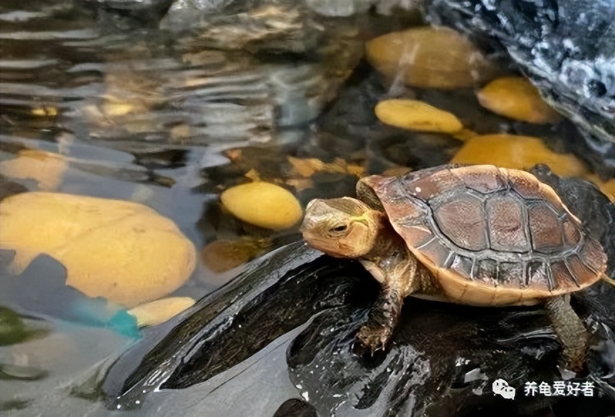 May I ask, where do you get your turtles now, is it reliable? iNEWS