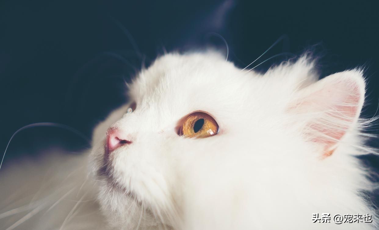 Is there a high probability that the male cat ran away and came back