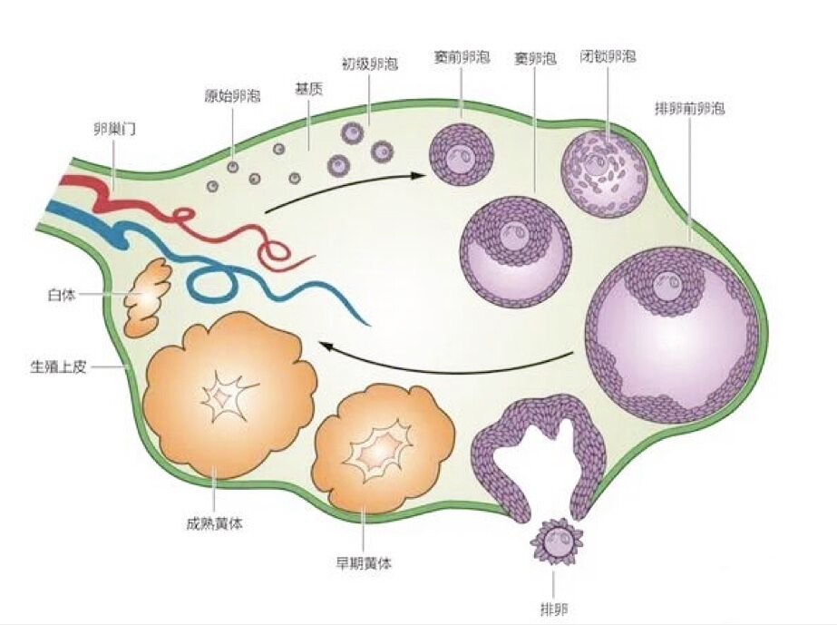 about-female-fertility-number-of-eggs-available-in-the-month-what