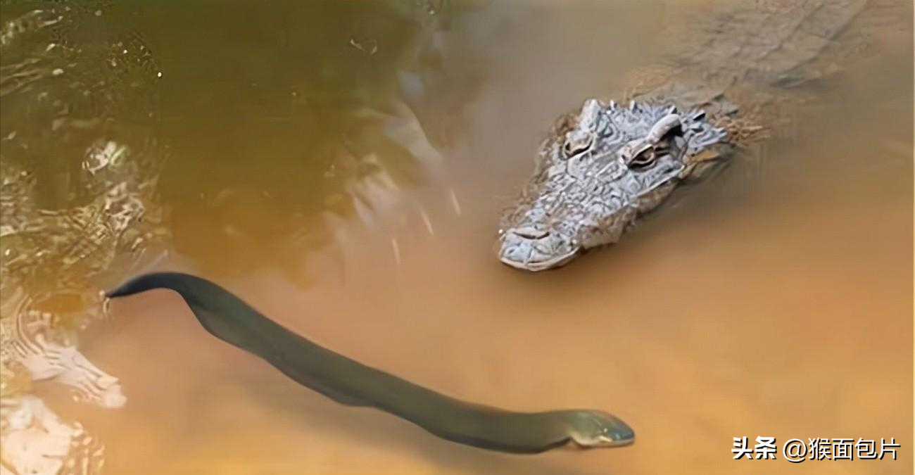 How many hours can you survive in the Amazon rainforest? iNEWS