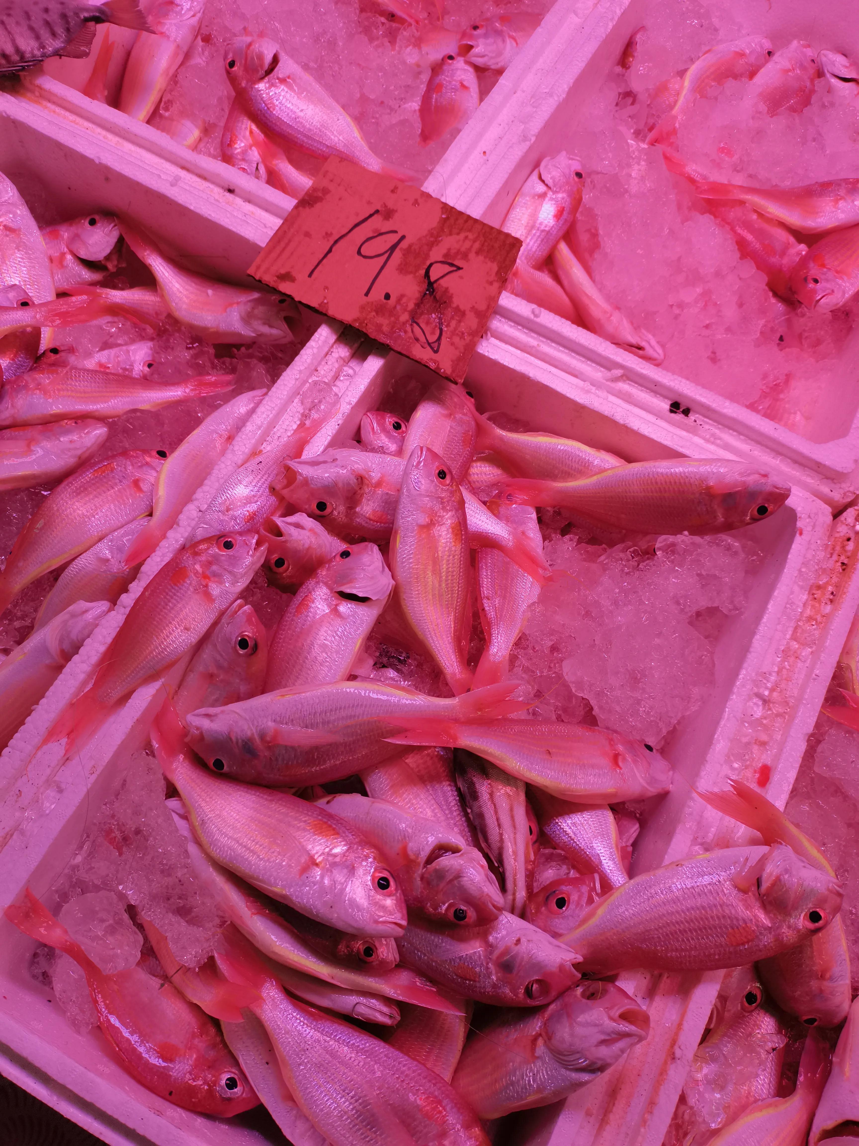 Panfried Saltwater Fish iNEWS