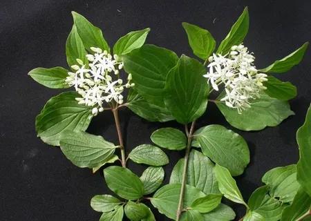 Hairy tree, a rare ancient tree species - iNEWS