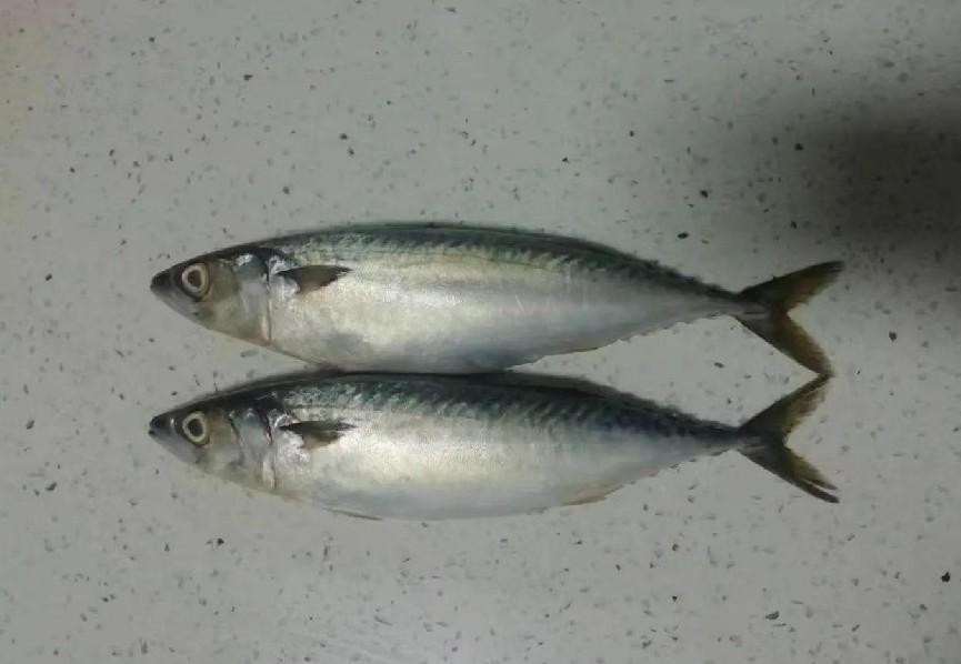 When buying mackerel, it is necessary to distinguish between "pan