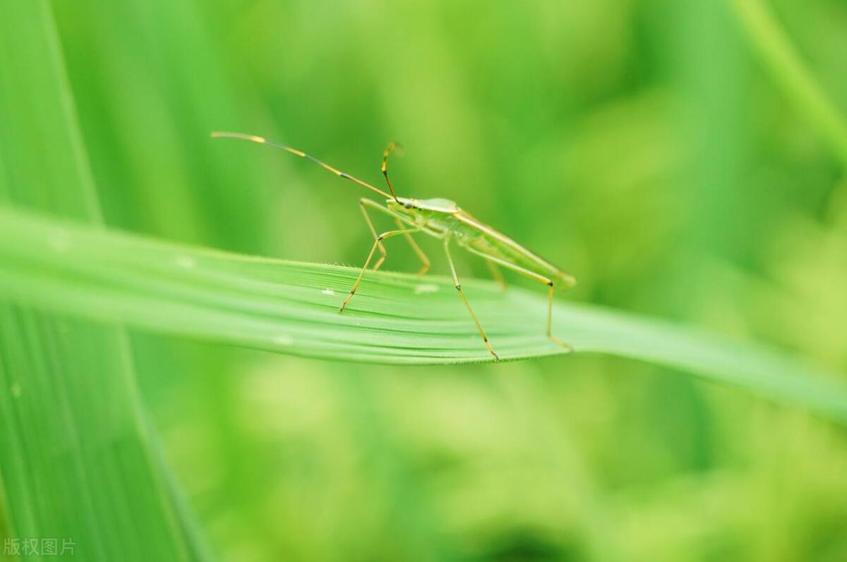 "Insects" reveals the survival wisdom in the microcosm iMedia