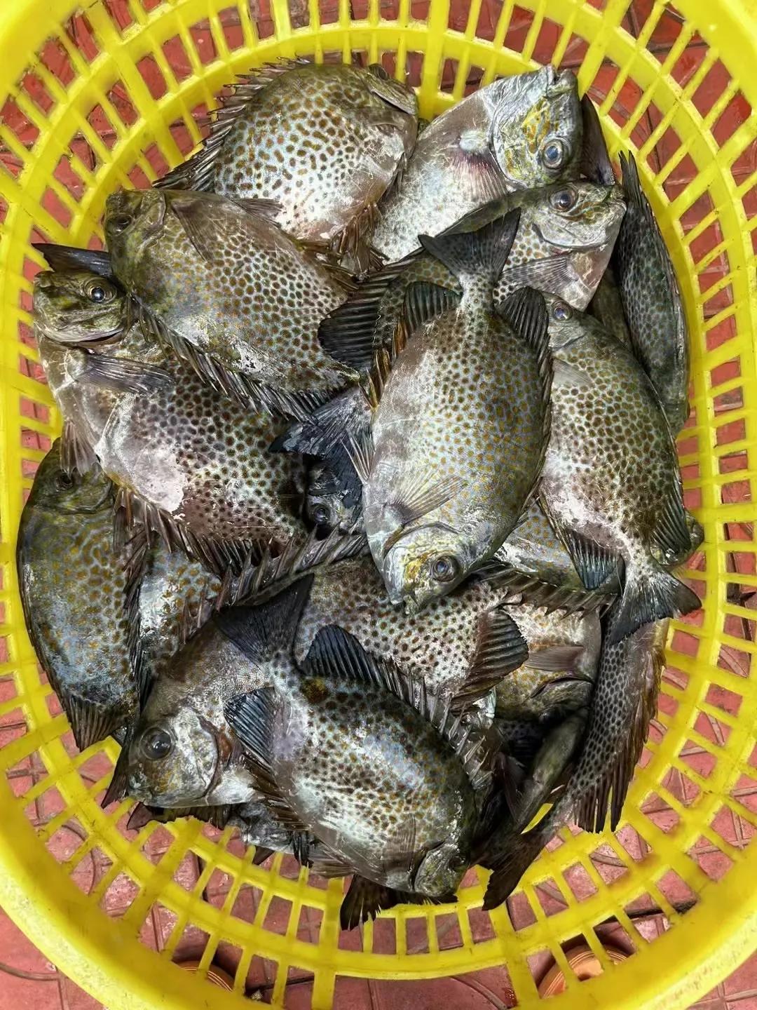 巴掌大的花泥猛真是讓人愛到心裡了 - 資訊咖