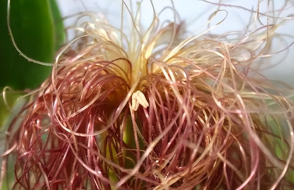 Commonly used "corn silk" boiled water to drink, the body may reap 7