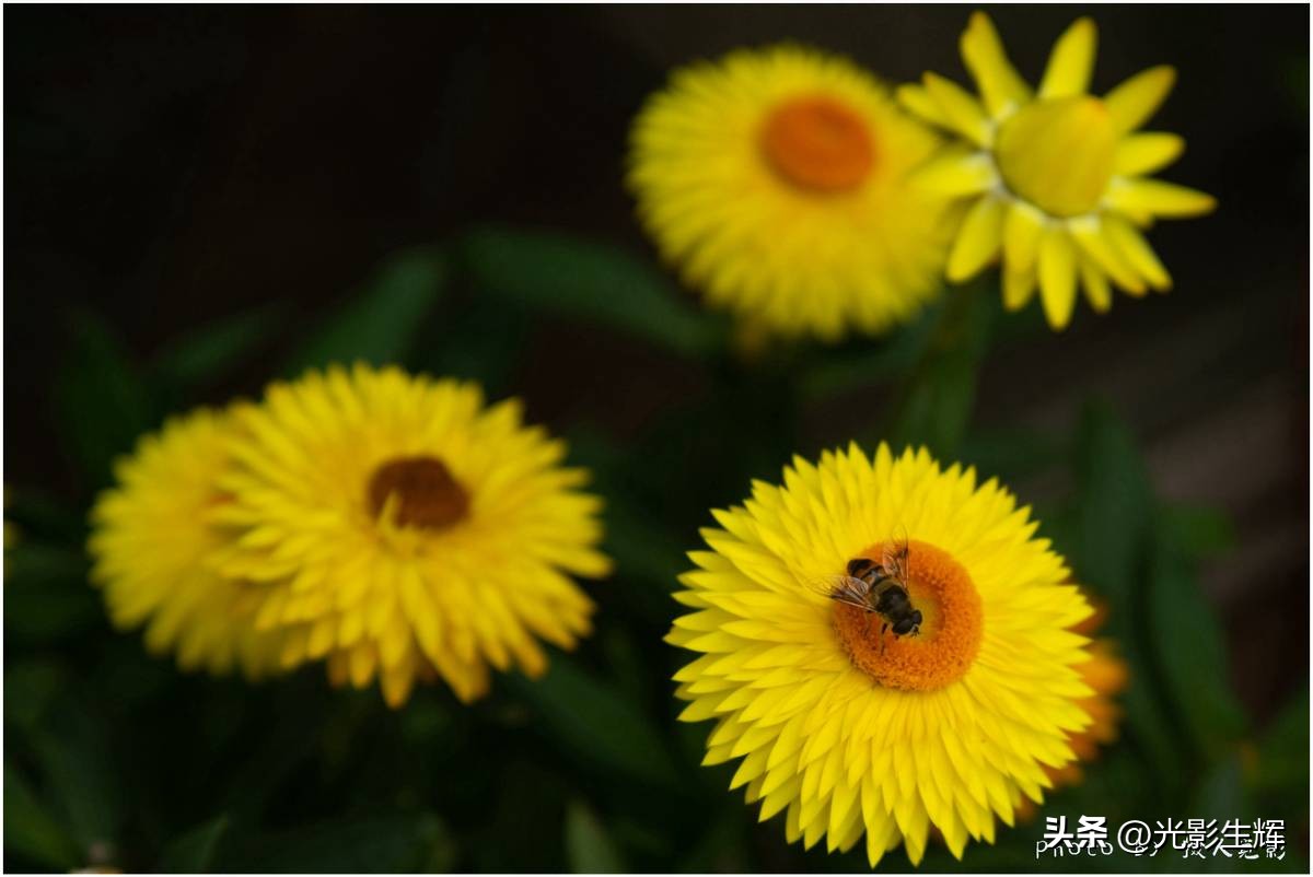 Photo fun fact Bees and chrysanthemums interdependence and