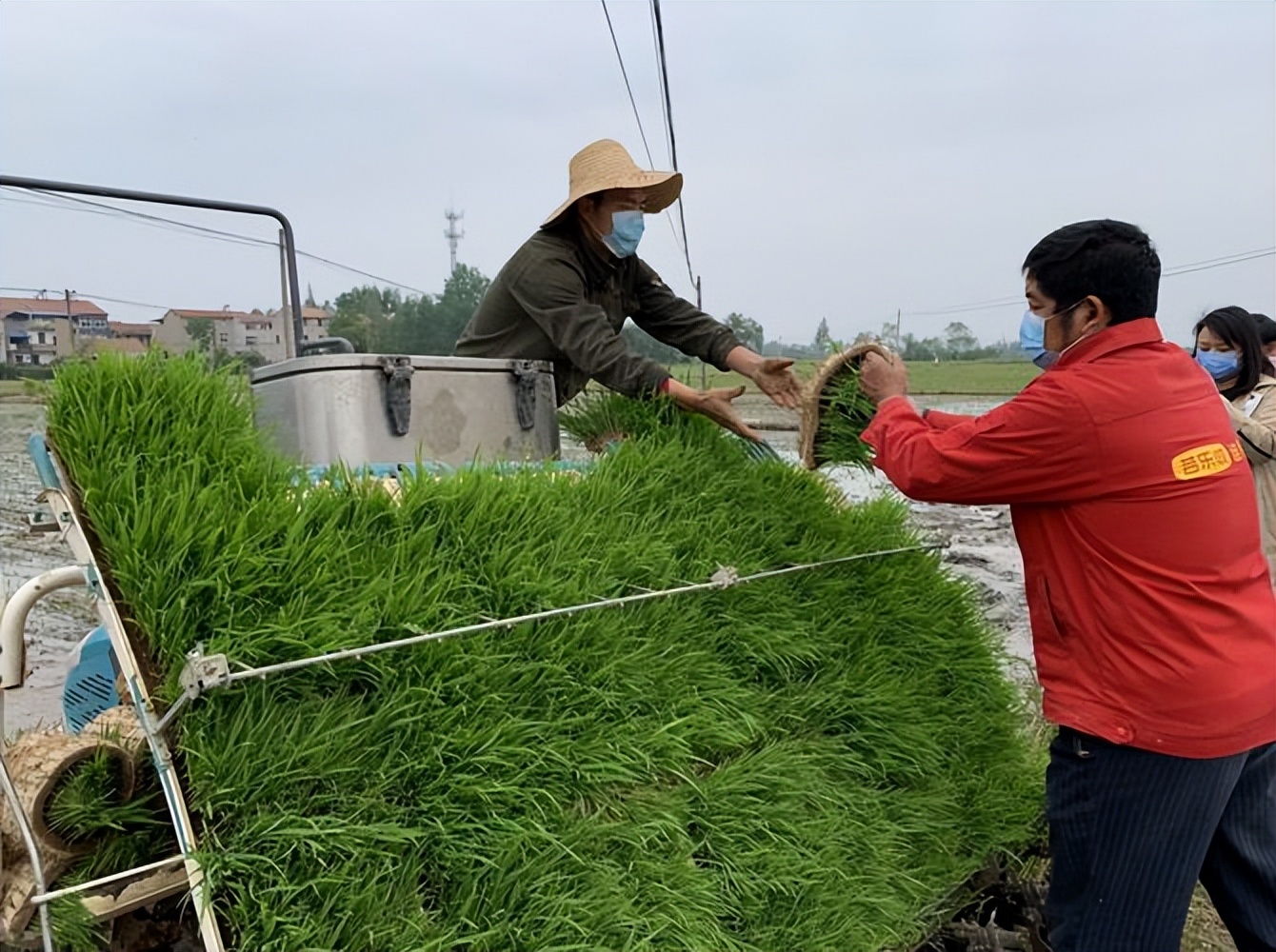 Vietnamese rice planting self-propelled transplanting technology, no ...
