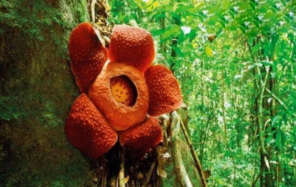 The Mystery of Cannibal Trees Can Plants Eat People?Why do plants eat