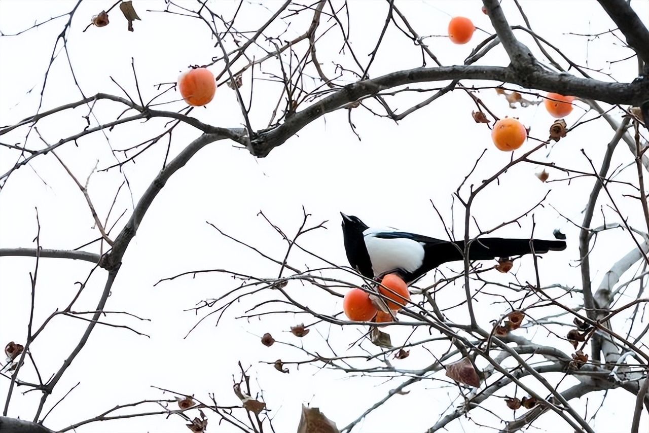 buddhists-say-magpies-announce-good-news-and-crows-announce-mourning