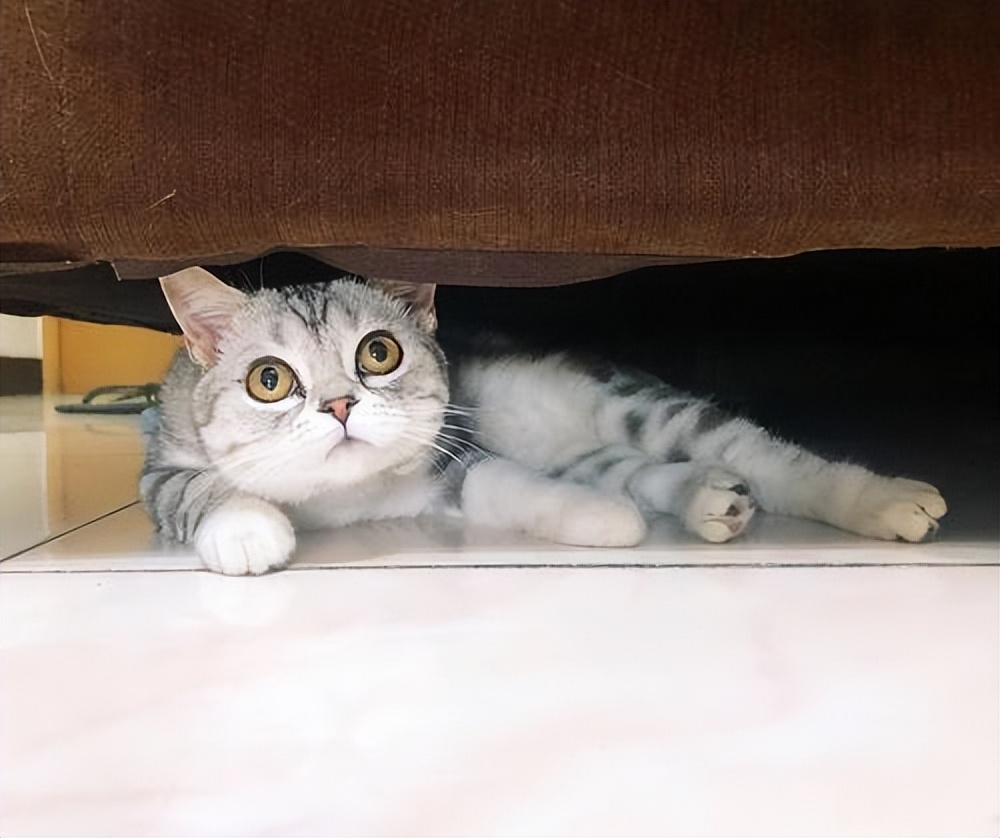 Don't give away cats that have been raised for a long time. There are