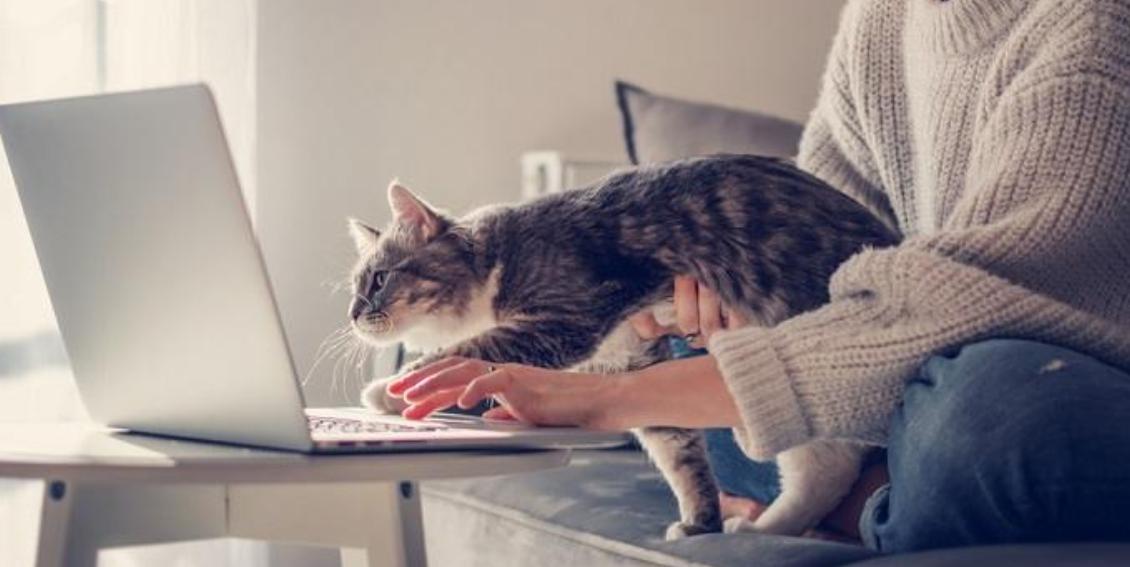Why do cats sit on laptops? iNEWS