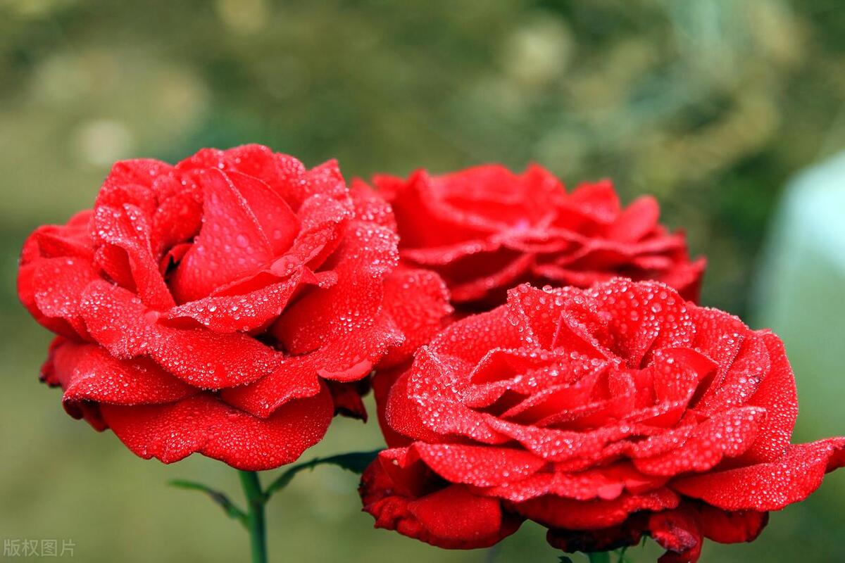 Reasons for the fall of rose leaves in summer - iMedia