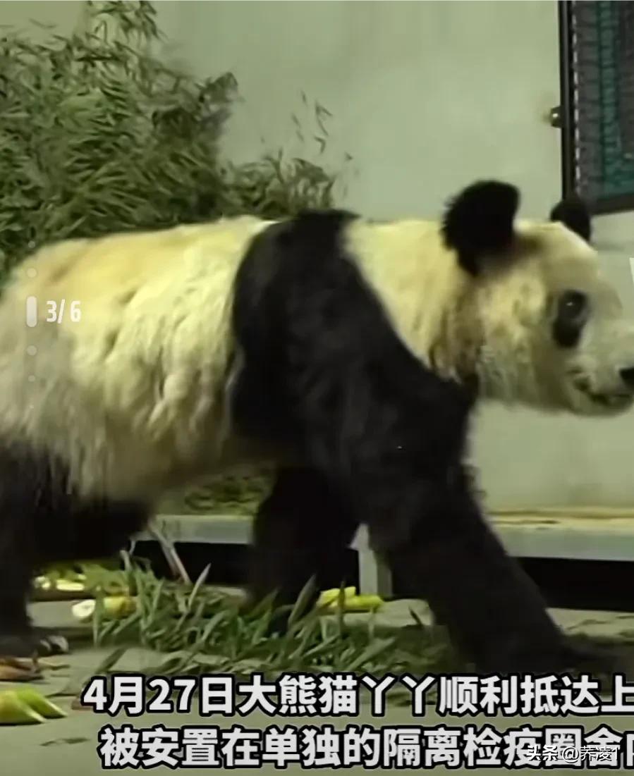 Panda Yaya finally returned to China, her own child hurts herself! - iNEWS