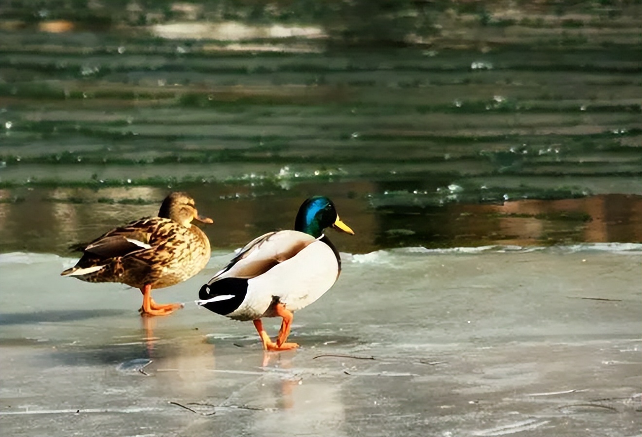 The River Water In Winter Is Colder Than The Sun Why Don t Ducks Feet the-river-water-in-winter-is-colder-than-the-sun-why-don-t-ducks-feet